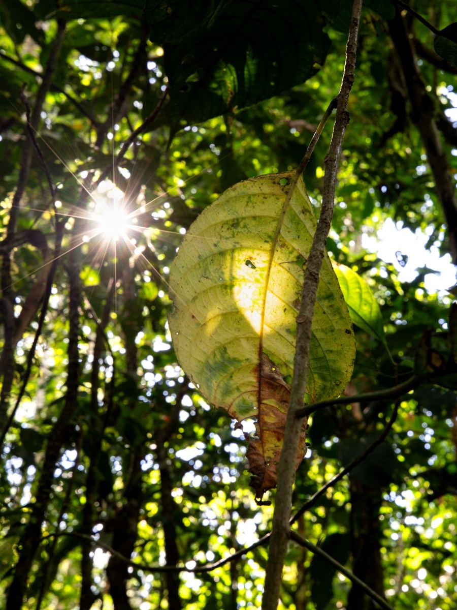 Nature and transformation