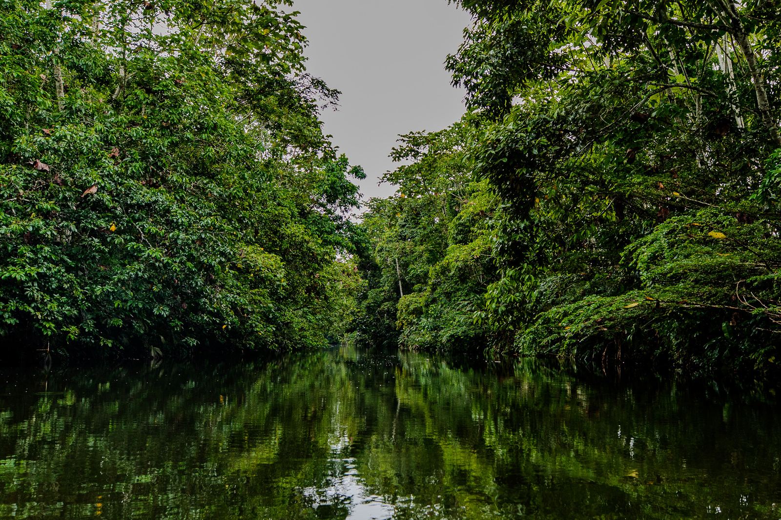 Aerial view of the Napo River winding through the Amazon rainforest